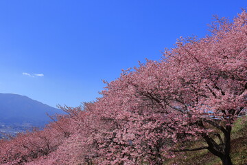 鮮やかなピンク色に咲く