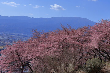 鮮やかなピンク色に咲く