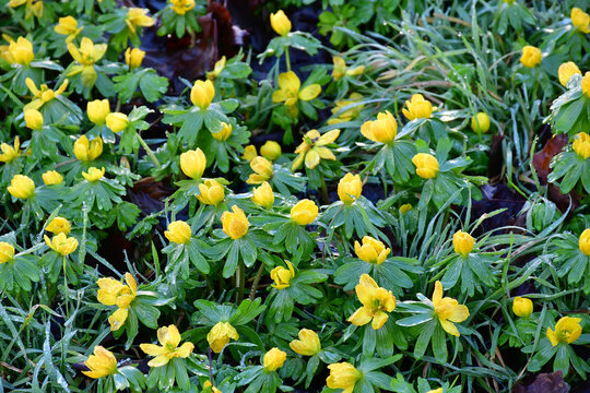 Winter aconite, early spring flower in the German garden