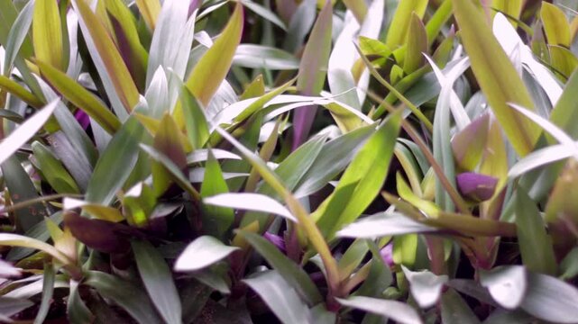 Tradescantia spathacea plants in home garden, lush green leaves, perfect for nature, gardening, lifestyle, or tropical background video projects.