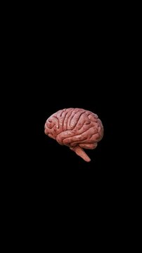 Human Brain on a Transparent Background | Alpha Background Cerebellum