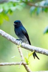 Obraz premium blue tit on a branch