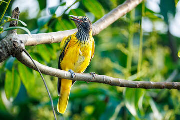 yellow billed hornbill © smirs