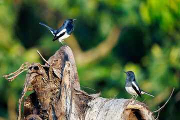 blue tit on a branch © smirs