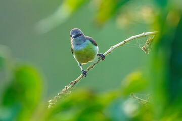 blue tit perched on a branch © smirs