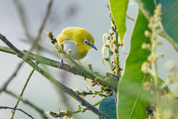 yellow tit on branch © smirs