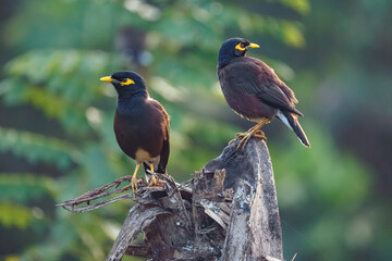 Fototapeta premium red winged blackbird