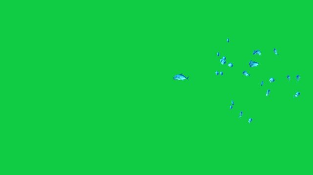 Shoaling and schooling of Beautiful coral reefs and tropical fish aquarium colorful sea salt water fantasy avatar alien fish deep sea fish green blue black screen