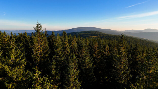 Aerial view of yellow aspen and green pine forests in early autumn in Colorado, USA. A picturesque autumn mountain landscape.
