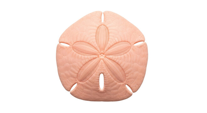 Isolated Sand dollar on a neutral background, sea biscuit, or cake urchin, marine echinoderm