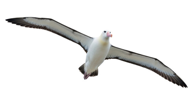 Isolated Wandering Albatross soaring, wings spread, seabird of southern oceans in flight