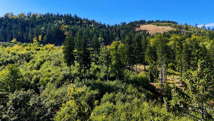 Drone view autumn view coniferous forest hills mountains USA.