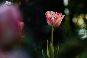 Obraz premium Delicate pink tulip bloom with soft bokeh background in golden hour light