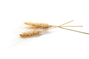 Fototapeta premium Wheat stalks lie against a white background in a simple still life