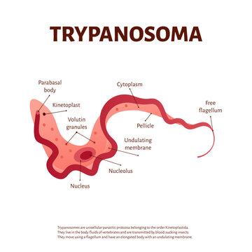 Trypanosoma labeled diagram, detailed structure of parasitic protozoan with nucleus, kinetoplast and flagellum, medical microbiology educational illustration isolated on white