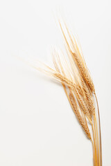 Fototapeta premium Wheat stalks arranged on a white background showing details of the grains and plants