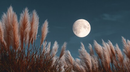 Fototapeta premium Full Moon Glowing Over Pampas Grass Field at Night Peaceful Scene