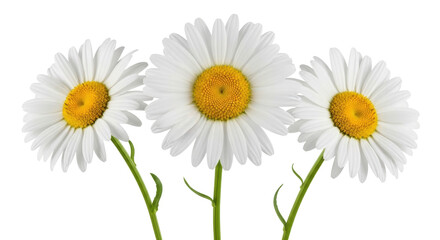Fototapeta premium Isolated Three Daisy Flowers, Beautiful Floral Arrangement, Cutout, White Petals, Bright Spring