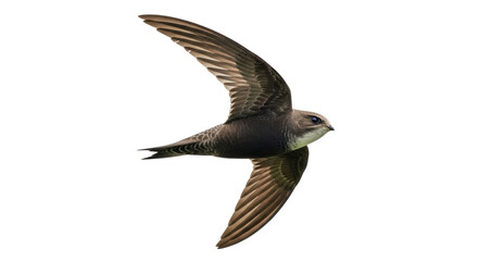 Isolated Swift bird in flight, wings up, flying upwards, birding, watching, wildlife nature © Thaddeus