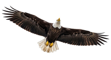 Obraz premium Isolated bald eagle with spread wings looking up soaring majestically against the sky