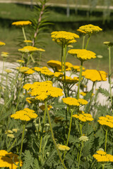 Fleurs d'Achillée jaune  © hcast