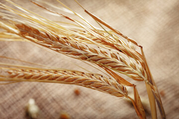 Naklejka premium Wheat stalks arranged on a textured surface during daylight in a simple setting