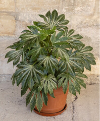Naklejka premium Fatsia japonica spider's web en pot