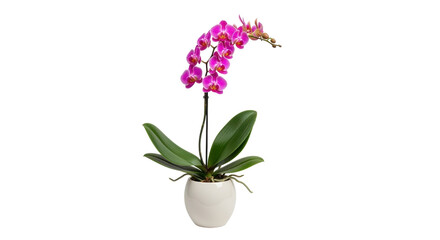 Isolated moth orchid plant in ceramic pot, with pink and purple blossoms and green leaves © Thaddeus