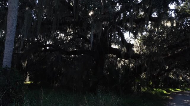 A huge tree with a multitude of branches in all directions with really cool foliage. It is really a beautiful scene of the force of nature.