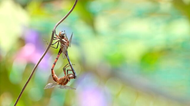 Pair of dragonflies copulating in iconic wheel position, shallow focus