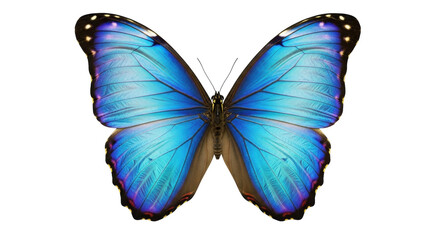 Obraz premium Isolated Morpho butterfly with blue iridescent wings, symmetrical, beautiful insect art