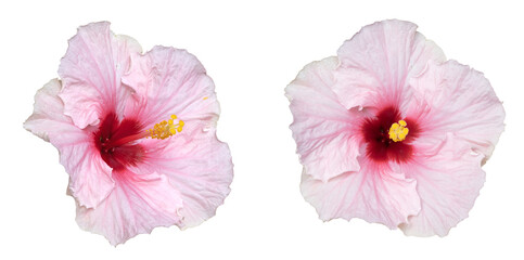 Fleurs d'Hibiscus rose  © hcast