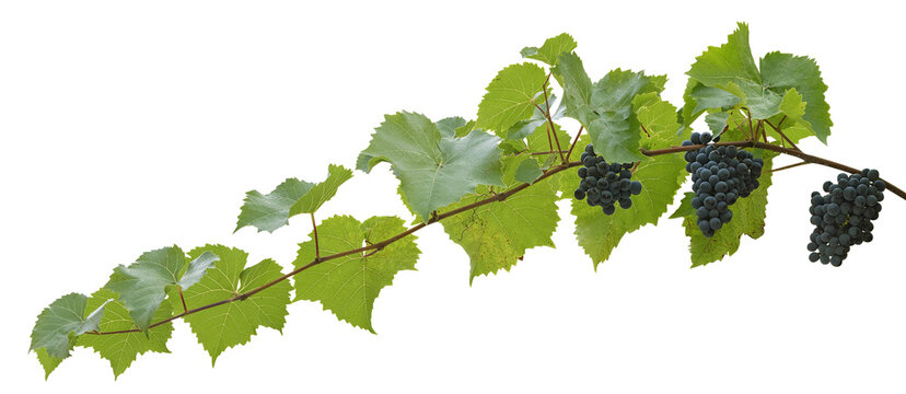 Feuilles et grappes de raisin 	