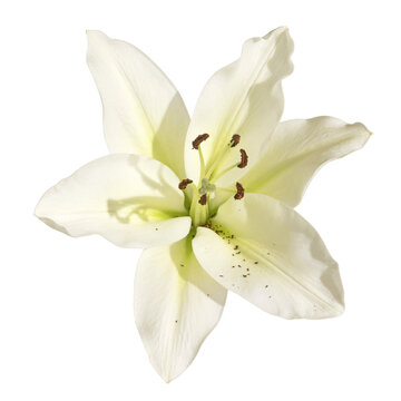 Lys blanc de fleuriste	