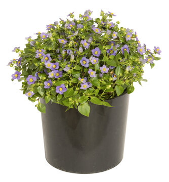 Exacum affine en pot