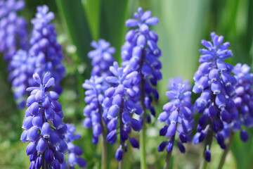 Fototapeta premium Macro shot of vibrant blue muscari flowers blooming in spring. Close-up of grape hyacinth blossoms on a soft green blurred background. Natural light botanical photography