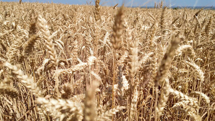 Wheat field in summertime ready for harvesting.