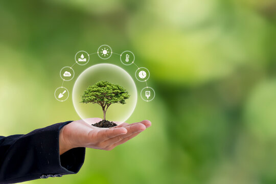 Concept of sustainable forest conservation and smart farming technology with digital icons controlling plant growth in human hands.