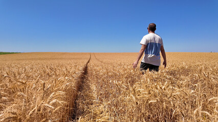 Man touching fresh wheat on the farm.
