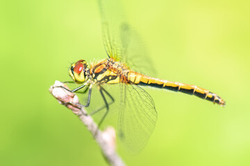 Side view of female Black Darter dragonfly (Sympetrum danae) perched on dry twig against blurred green background.