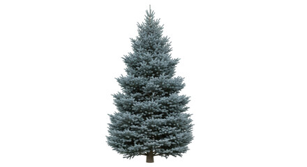 Isolated evergreen fir tree, coniferous tree grown for Christmas, for outdoor decoration © Ophelia