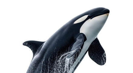 Isolated Orca breaching the surface, killer whale performing ocean display, sea wildlife © Ophelia
