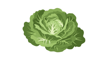 Fototapeta premium fresh green cabbage hand drawn vegetable illustration with leaves
