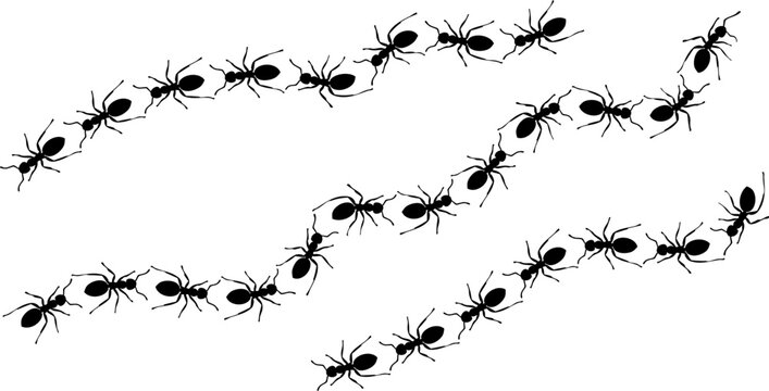 Black ant silhouettes form winding trails in a simple graphic illustration.