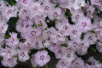 Plenitude of light pink flowers of Dianthus plumarius in June © Anna