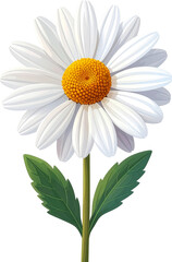 Fototapeta premium White Daisy Flower Illustration