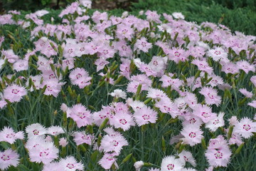 Plenteous light pink flowers of Dianthus plumarius in June © Anna