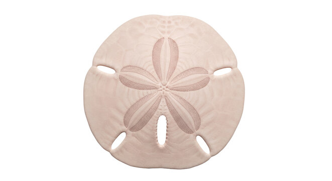 Isolated sand dollar with five evenly spaced holes and radiating star pattern design