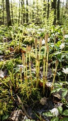 Young horsetail plants growing in springtime
