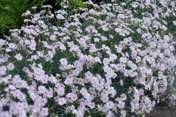 Unnumbered light pink flowers of Dianthus plumarius in June © Anna